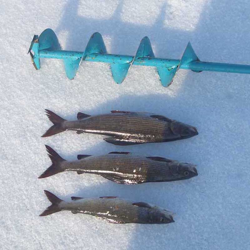 Зимняя рыбалка на Топозере - хариус прекрасен в любое время года
