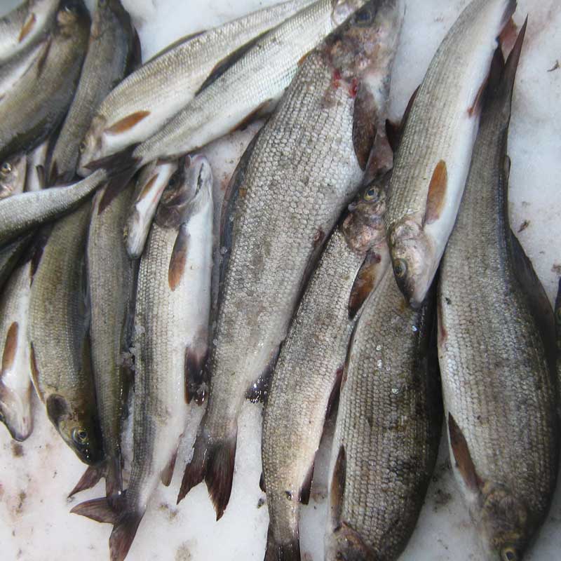 Зимняя рыбалка на Топозере - отличный улов гарантирован